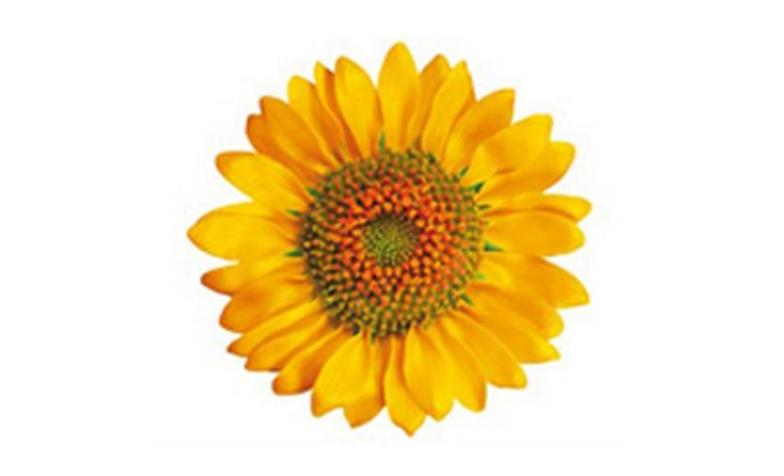 Sunflower logo