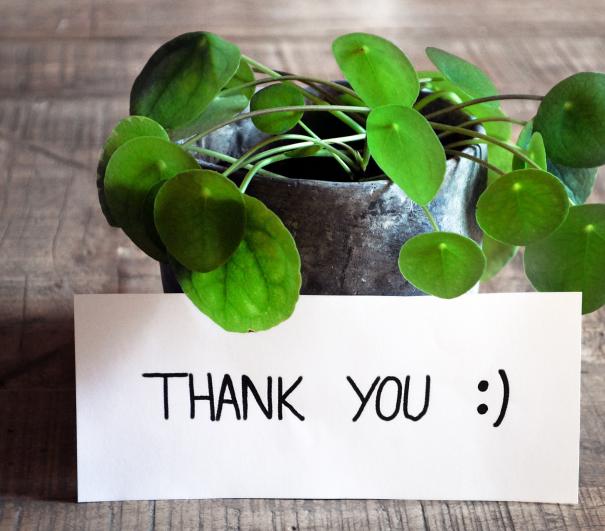 A stock photo of a small plant, with a thank you sign displayed on it