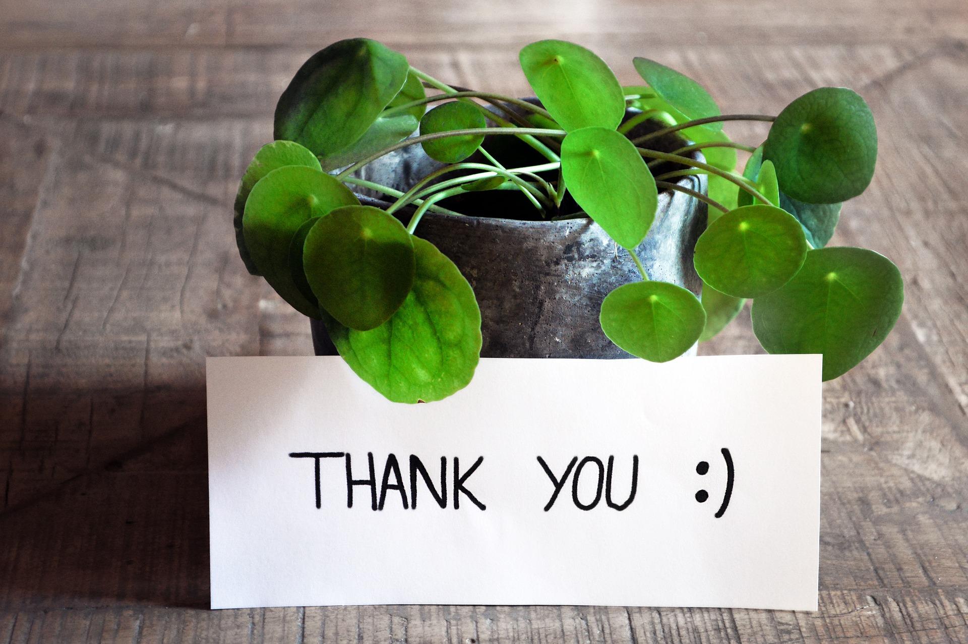 A stock photo of a small plant, with a thank you sign displayed on it