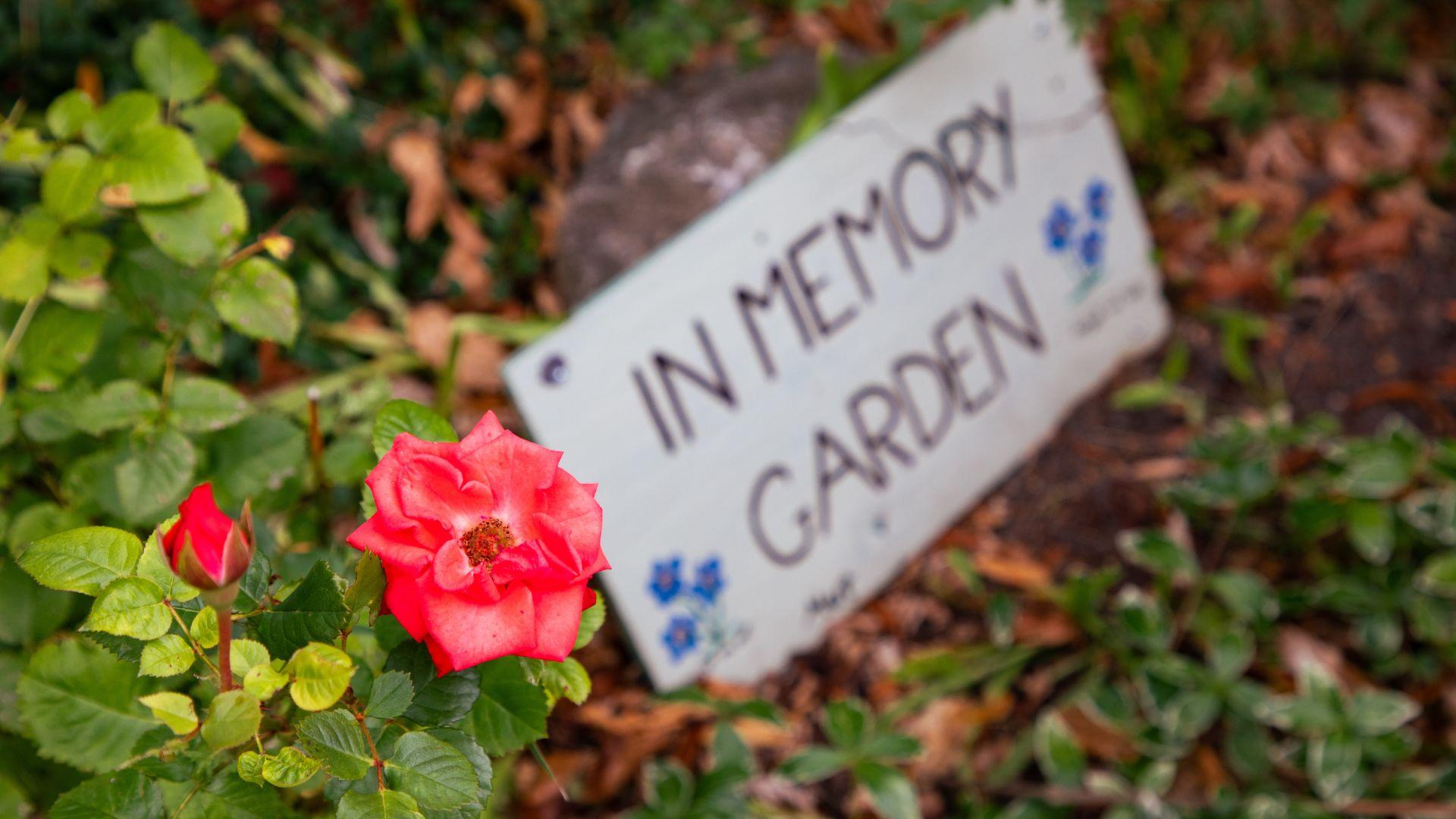 Visitors to your hospice will be able to enjoy your garden in a low-pressure environment at a National Garden Scheme open garden