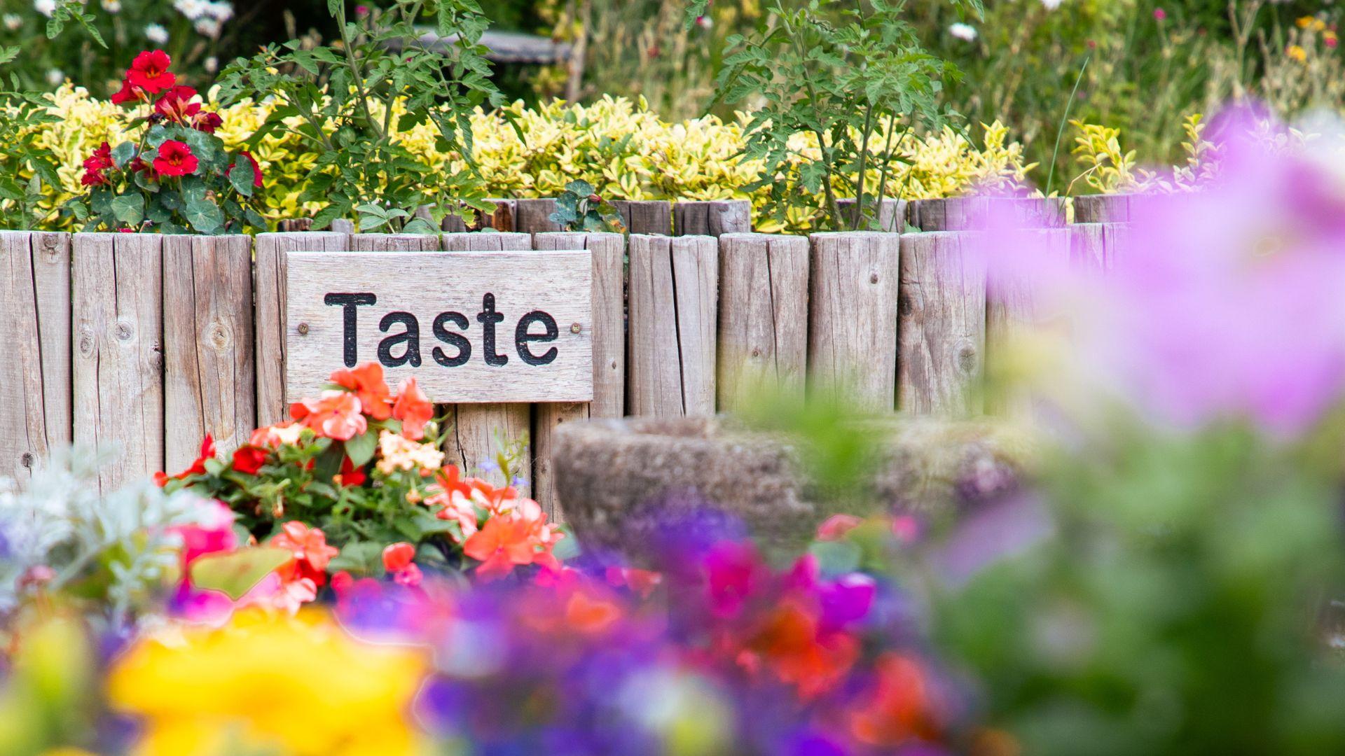The taste garden at St Cuthbert's Hospice, part of their National Garden Scheme open gardens