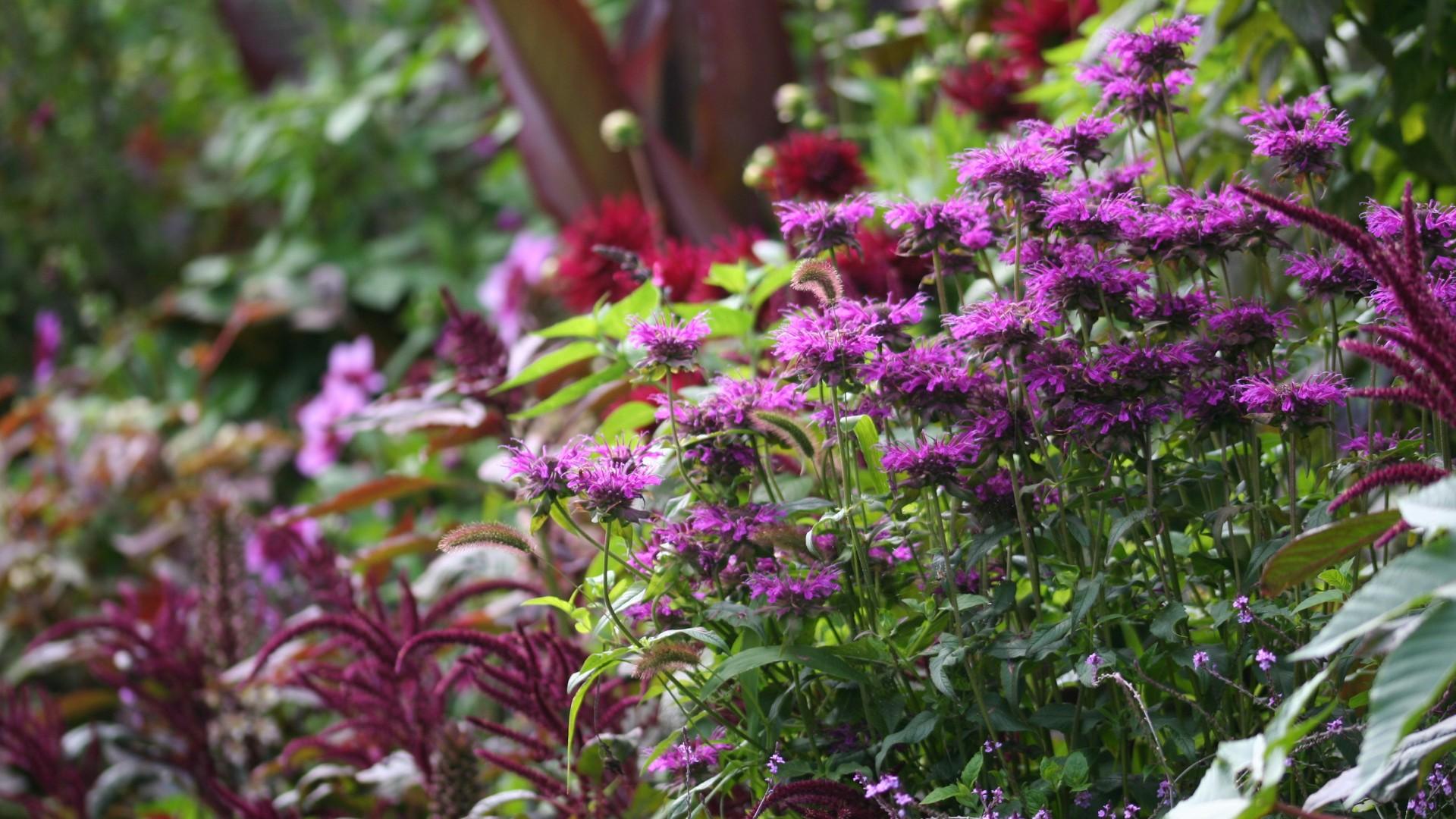 Karen Mann opens her gardens for the National Garden Scheme in memory of her son Jake