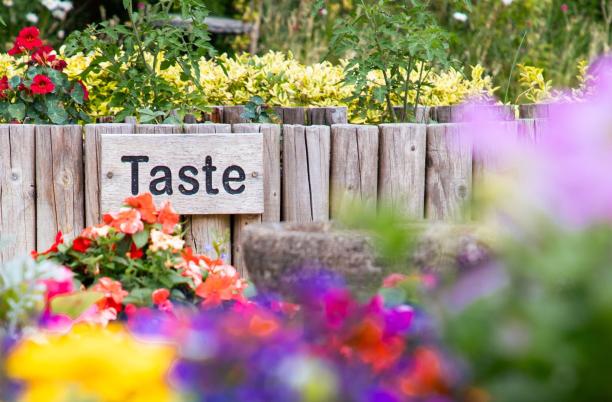 The taste garden at St Cuthbert's Hospice, part of their National Garden Scheme open gardens